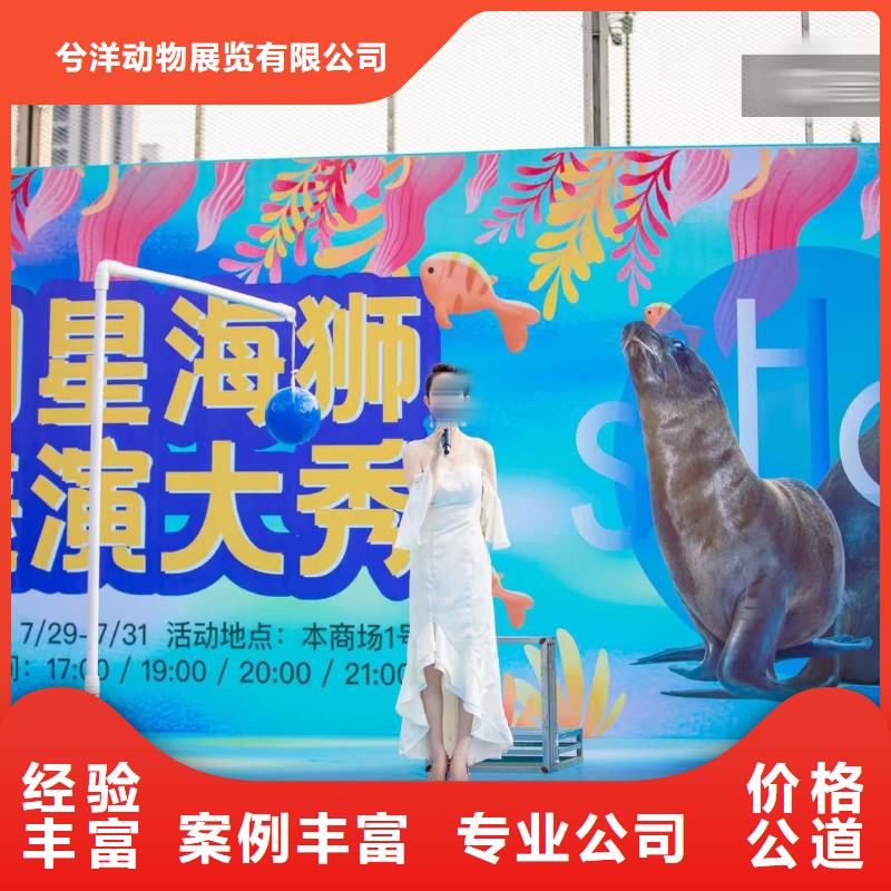 企鹅出租资源丰富