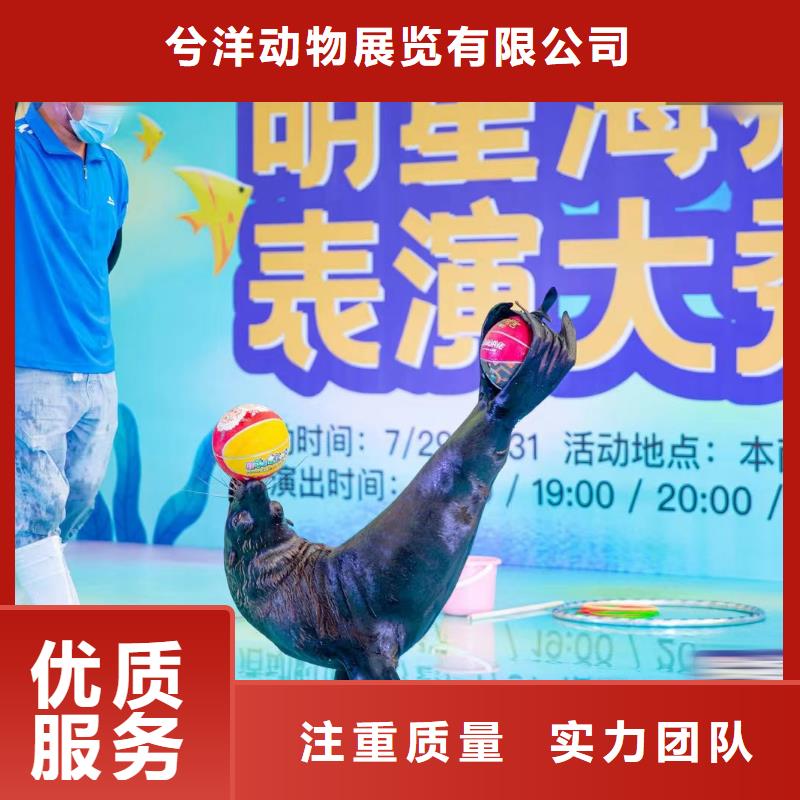 海洋主题动物表演商场马戏表演出租技术可靠