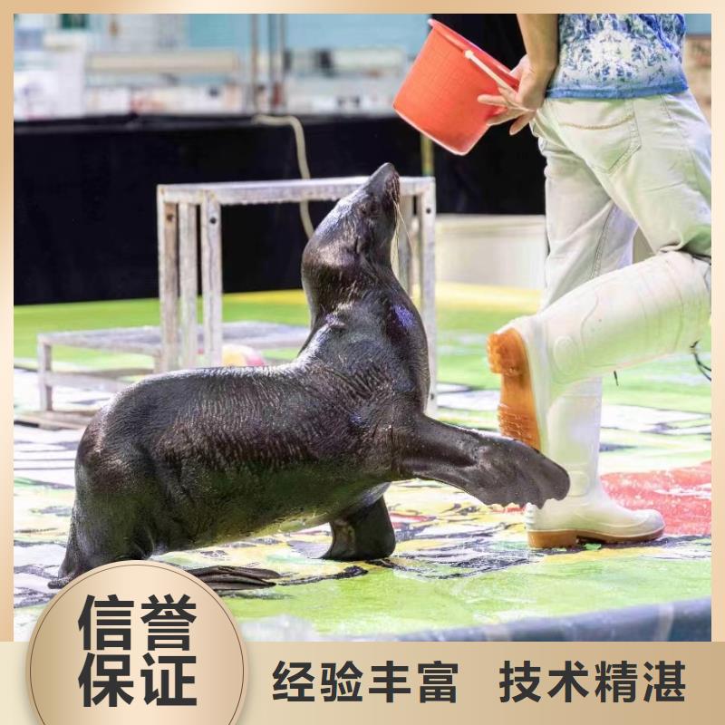海洋主题动物表演,海狮表演出租口碑公司
