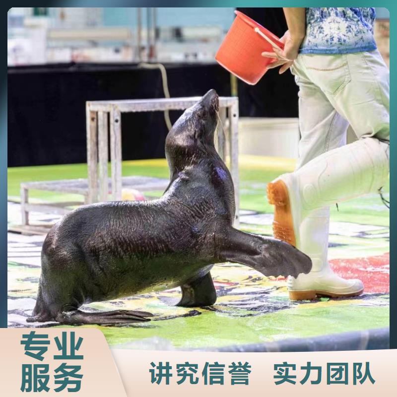 美人鱼表演租赁报价