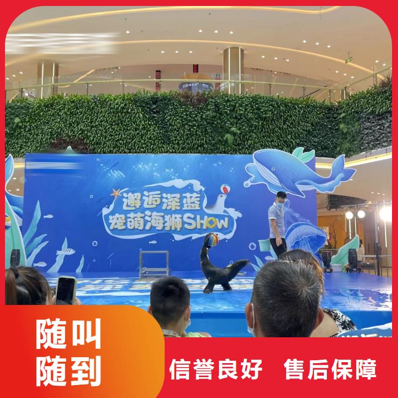 海洋主题动物表演,羊驼出租专业可靠