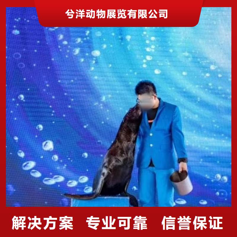 美人鱼表演租赁一手资源