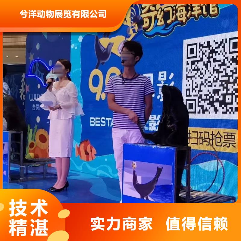 哪有出租海狮表演的一手资源