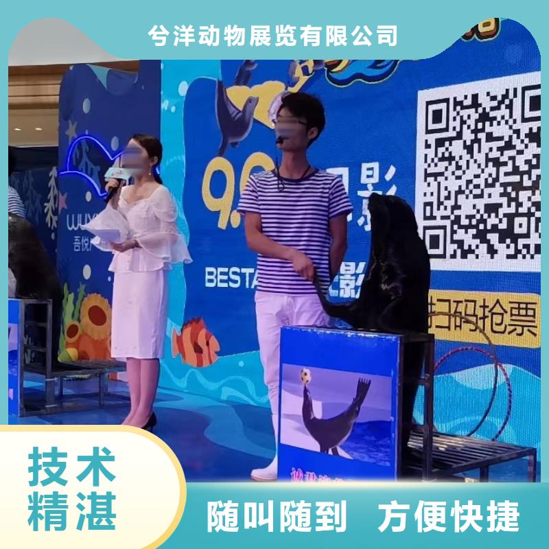 出租海狮表演创意方案