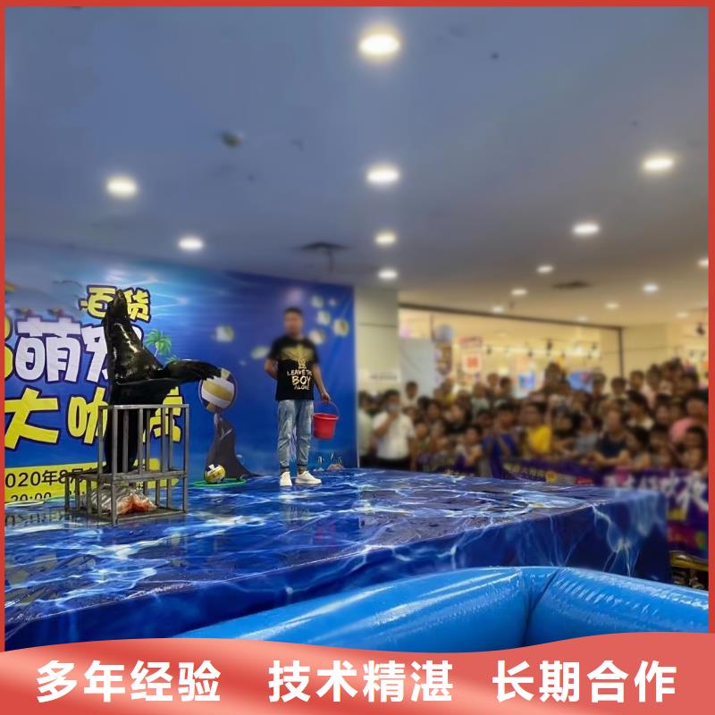 海狮表演租赁免费策划