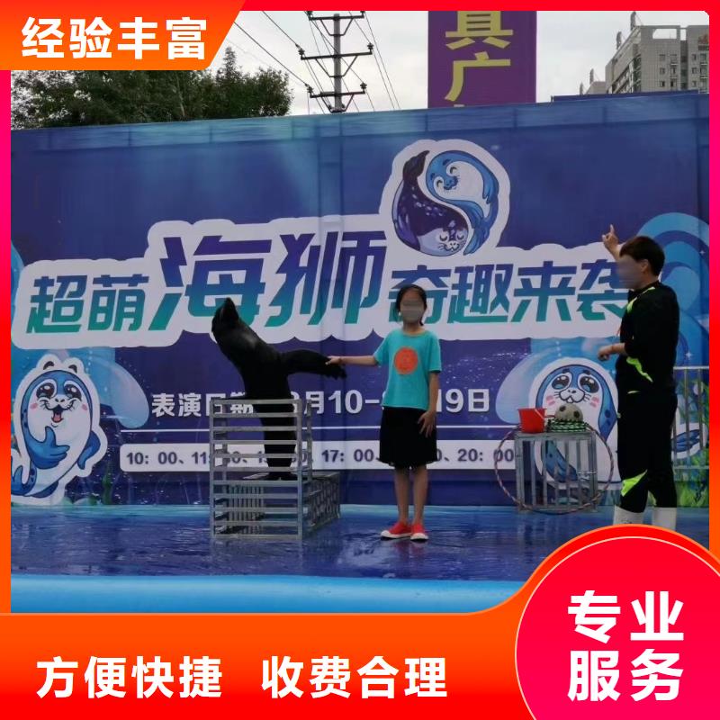 活体企鹅出租节日活动