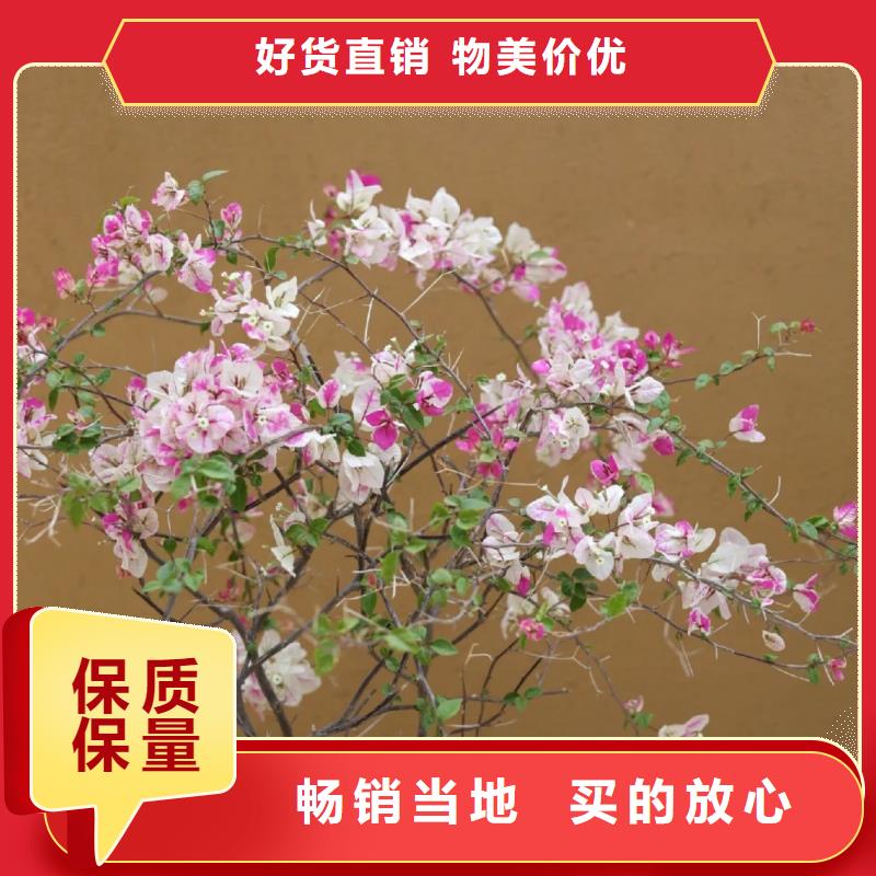 多少钱仿泥巴稻草漆质量优选