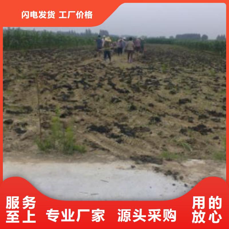 发酵羊粪改良土壤好帮手