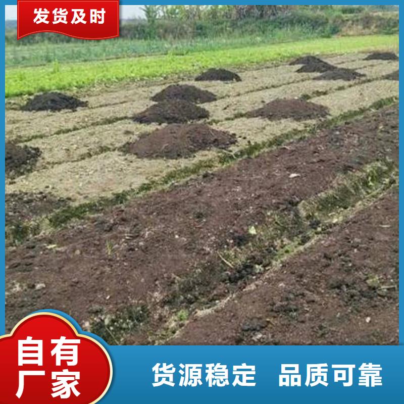 干鸡屎粪厂家现货充足