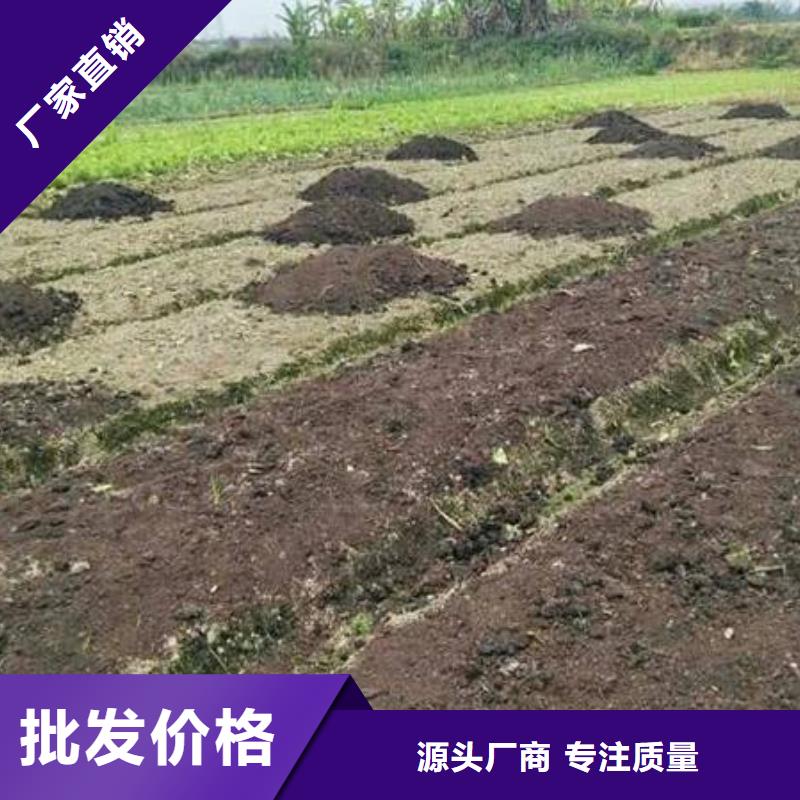 发酵羊粪改良土壤好帮手