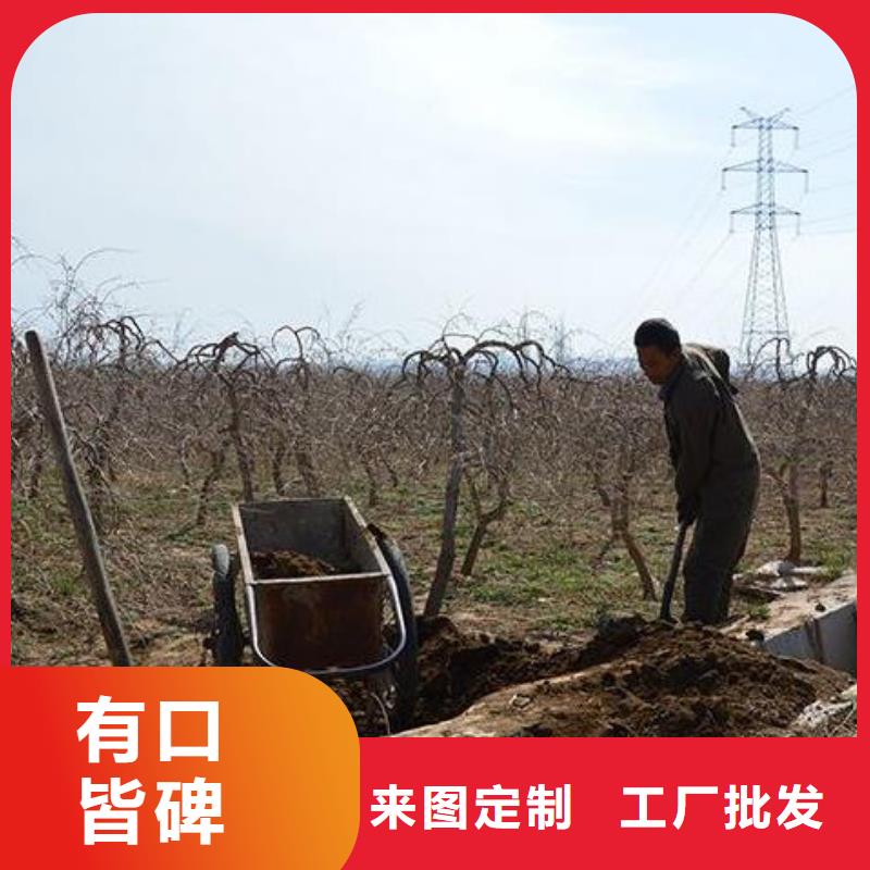 干鸡粪首页