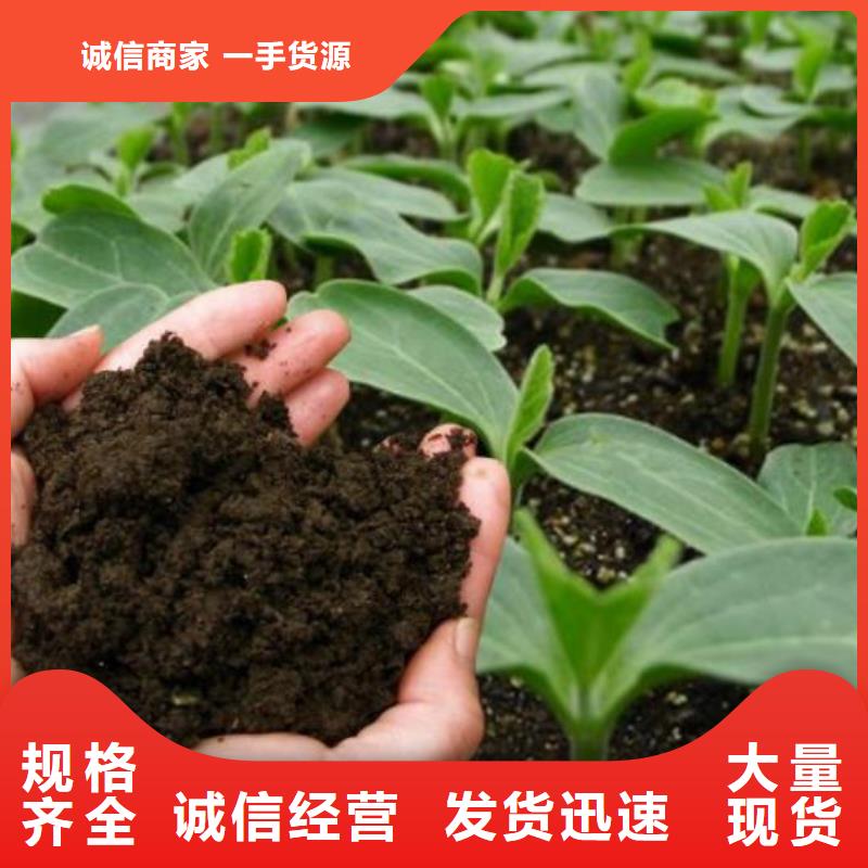晒干鸡粪图片