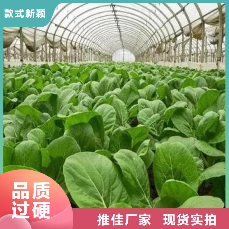 发酵鸡粪行业佼佼者