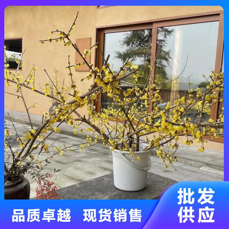 内墙稻草漆施工队伍