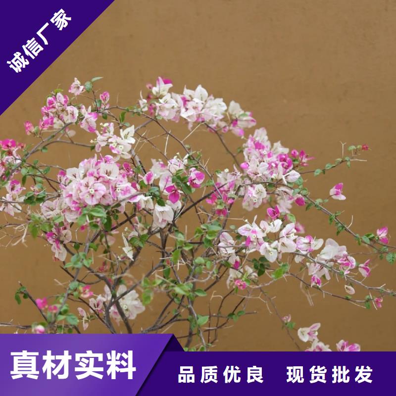 仿泥巴稻草漆，民宿改造，美丽乡村，仿夯土漆源头批发