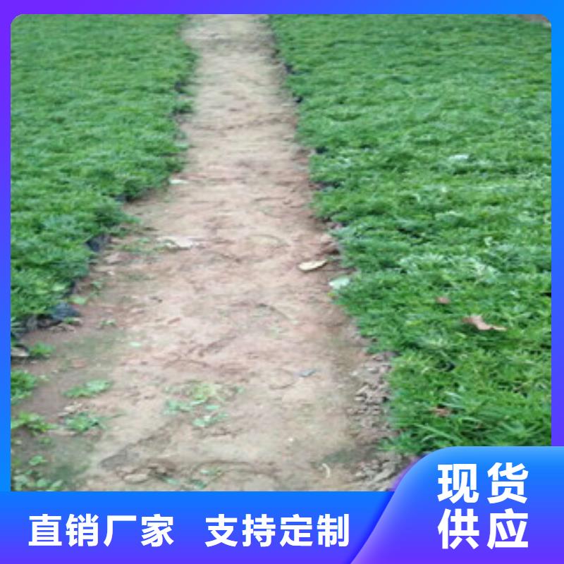 时令草花水生植物/荷花睡莲支持非标定制
