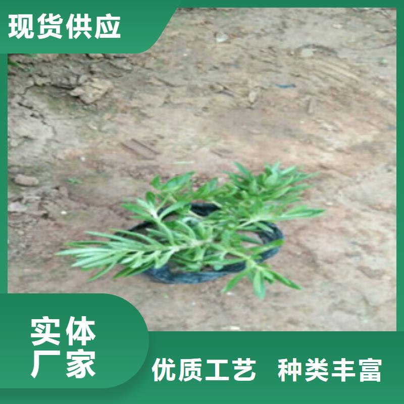 时令草花耐寒耐旱草花基地放心选购