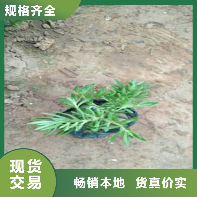 时令草花宿根花卉基地优质材料厂家直销