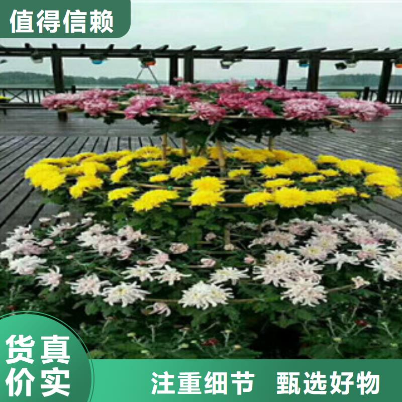时令草花,时令花卉/绿化草花价格低价货源