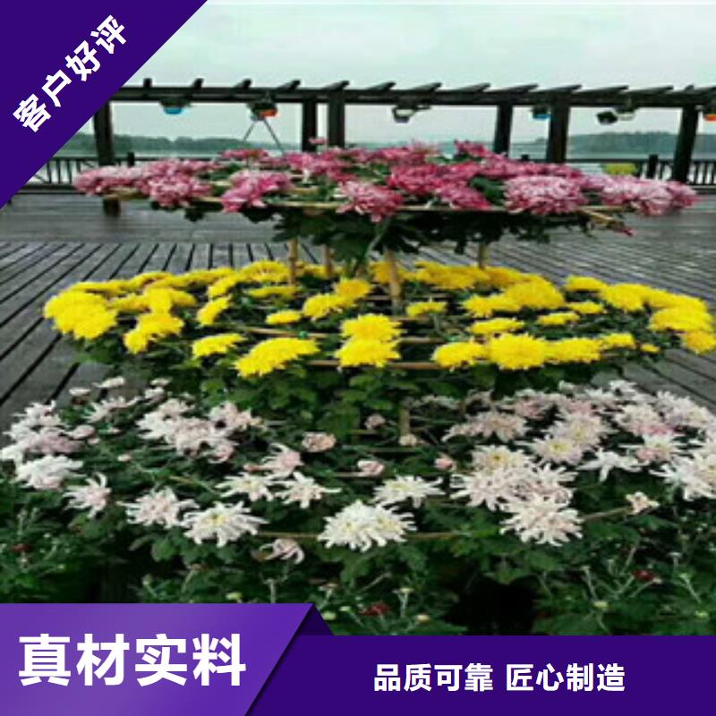 时令草花_【鲁冰花/粉黛乱子草】实力厂家