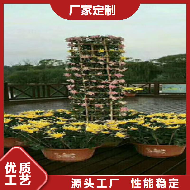 时令草花柳叶马鞭草/薰衣草服务至上