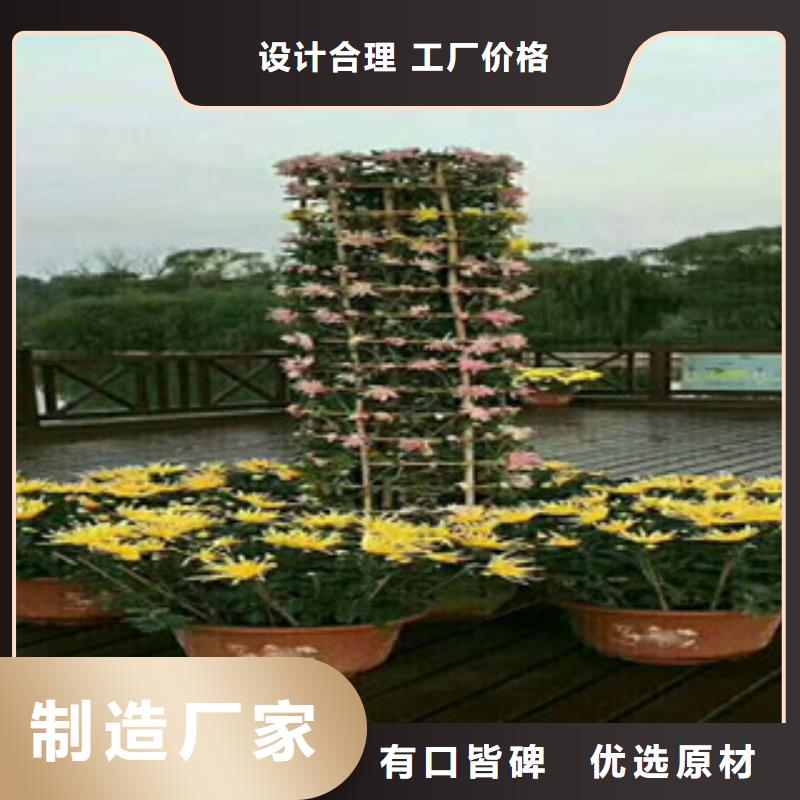 时令草花宿根花卉基地工厂采购