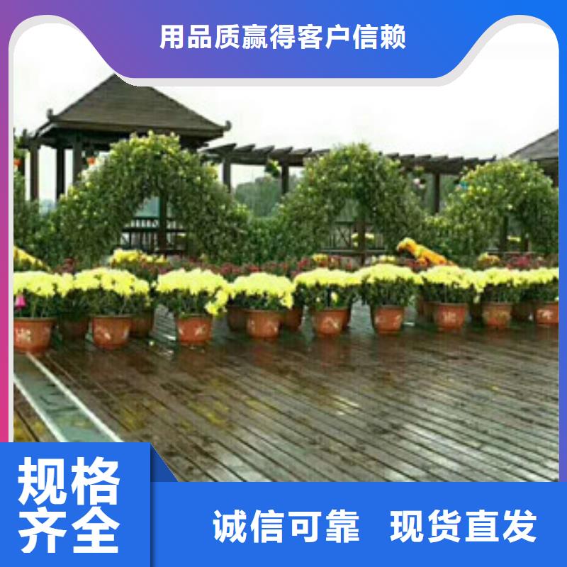 时令草花花海景观工程专业厂家