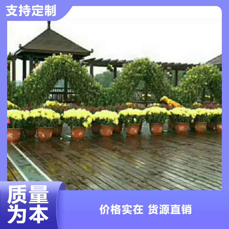时令草花_观赏草/蒲苇狼尾草发货迅速