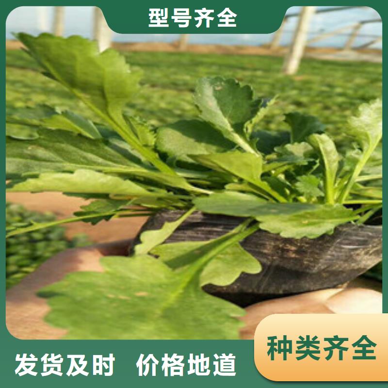 时令草花,时令花卉/绿化草花价格低价货源