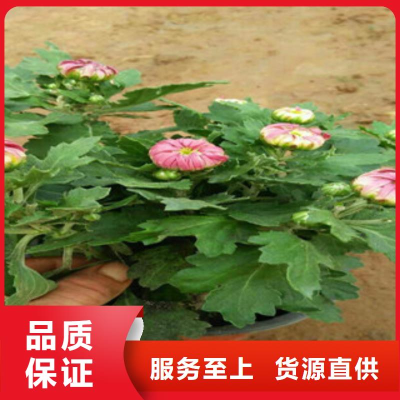 【时令草花】五一国庆草花批发快速生产