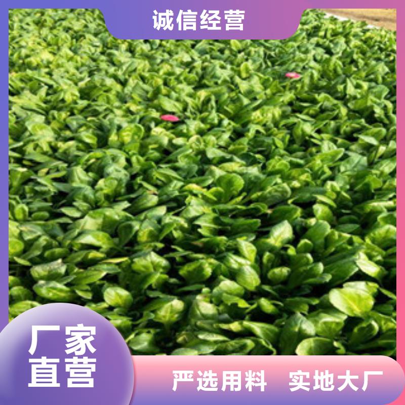 时令草花耐寒耐旱草花基地实时报价