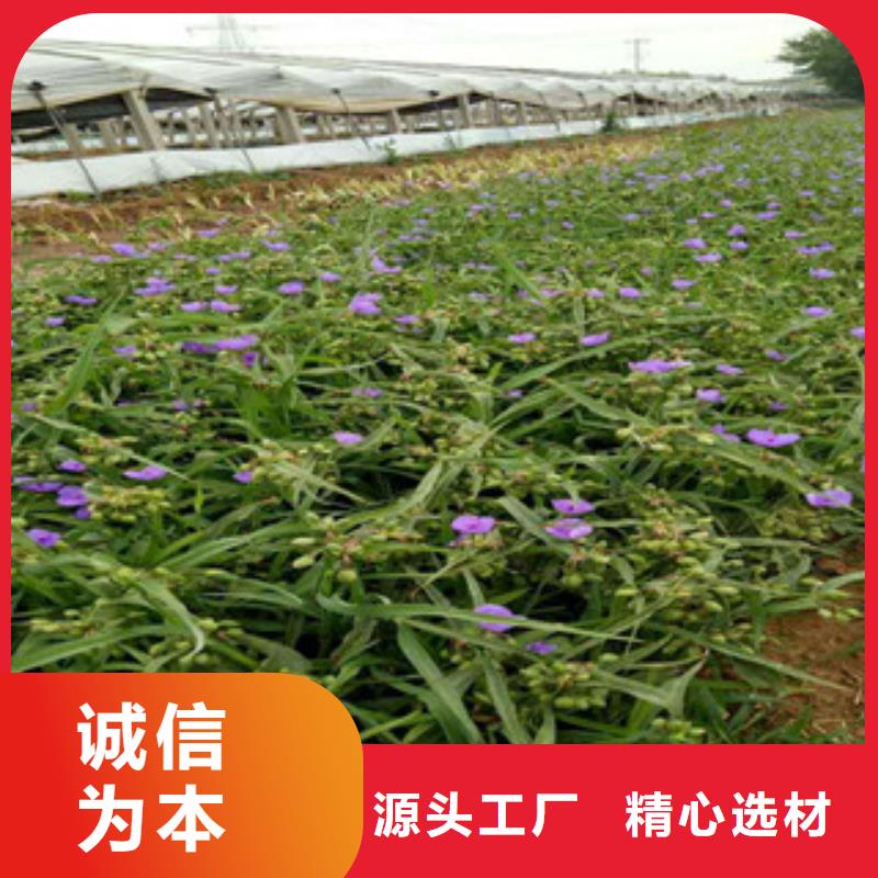 时令草花五一国庆草花批发您身边的厂家