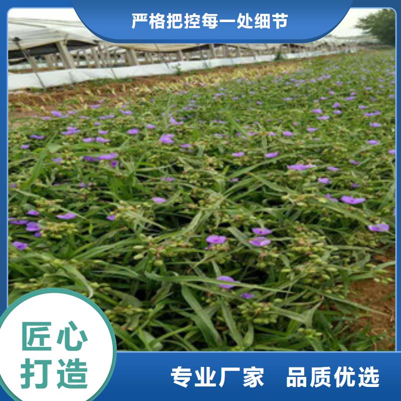 时令草花柳叶马鞭草/薰衣草服务至上