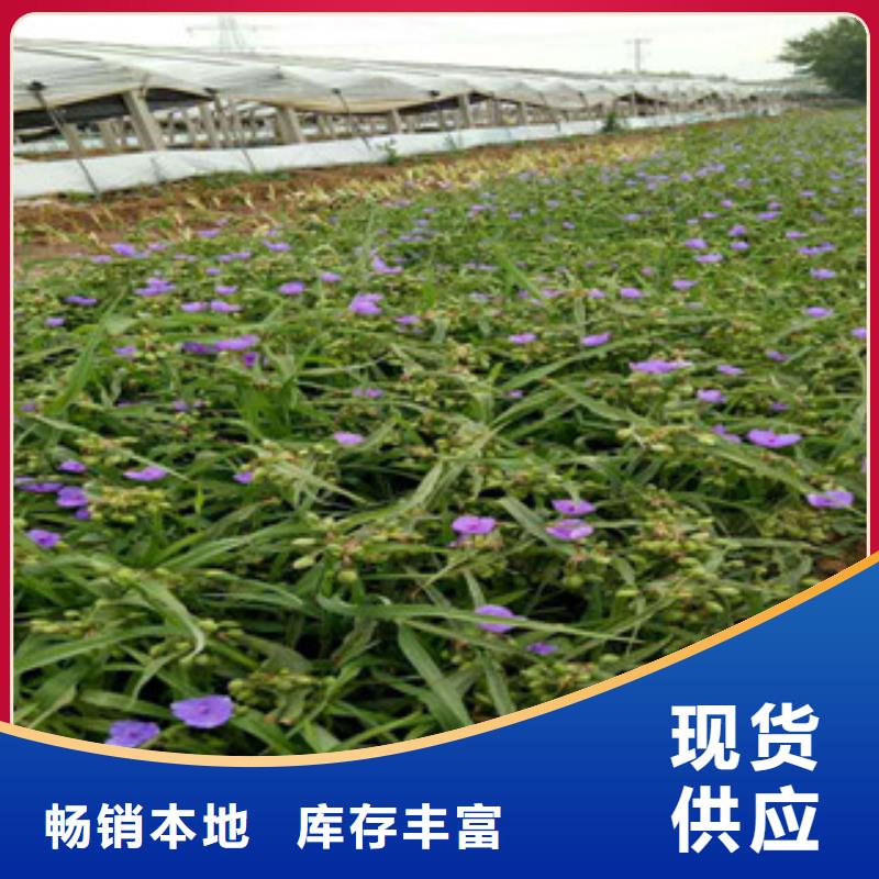 【时令草花五一国庆草花批发质量优选】
