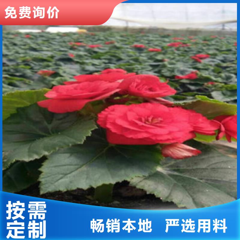 时令草花柳叶马鞭草/薰衣草服务至上