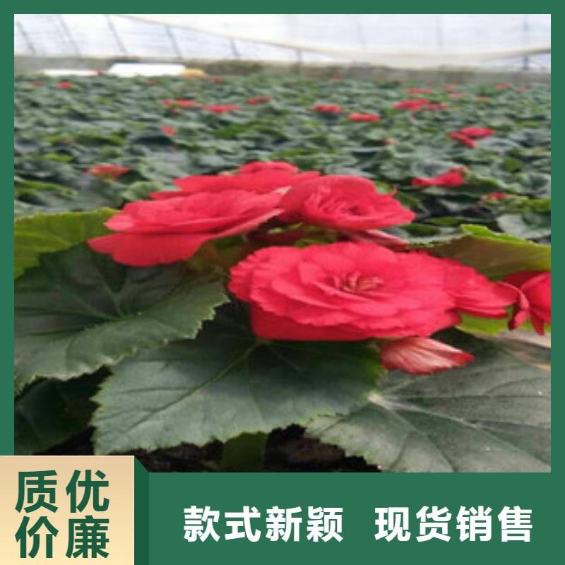 时令草花耐寒耐旱草花基地优选厂家