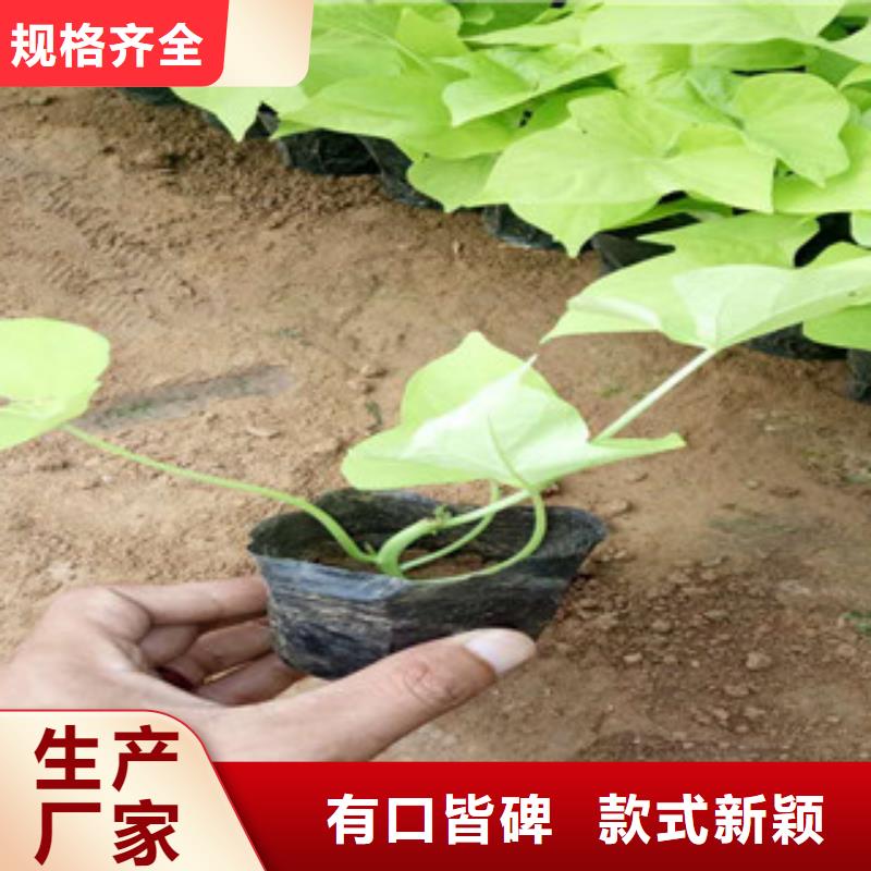 【时令草花】五一国庆草花批发快速生产