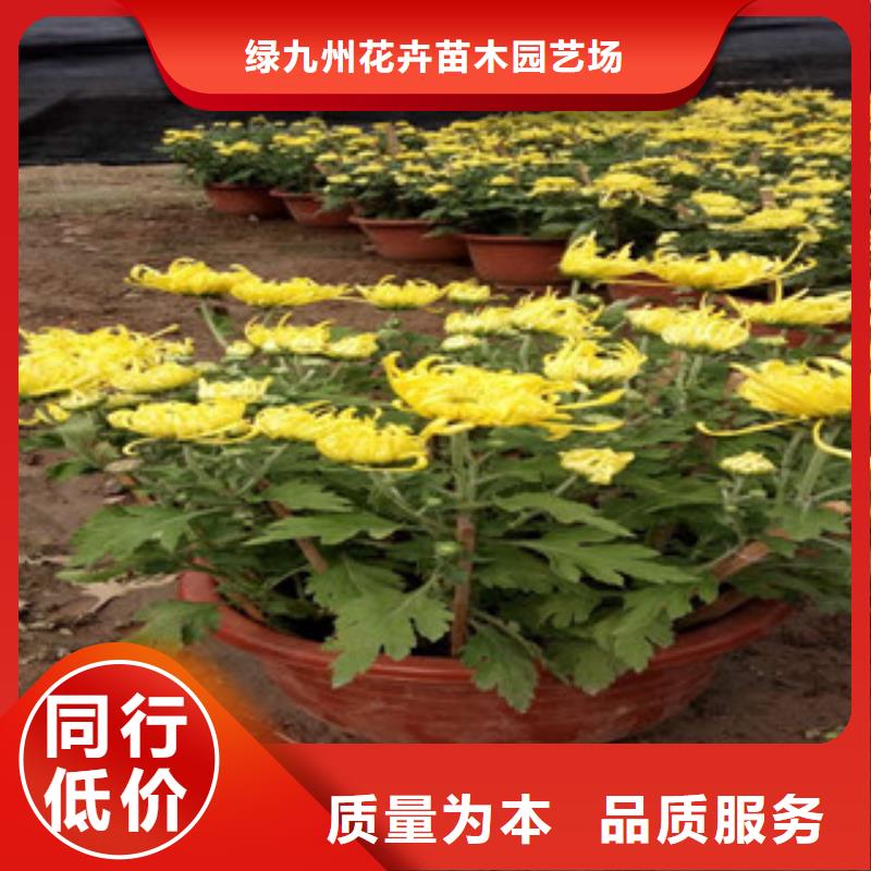 时令草花_观赏草/蒲苇狼尾草发货迅速