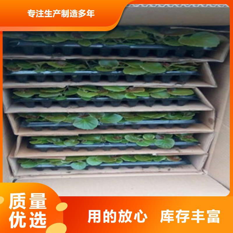 时令草花柳叶马鞭草/薰衣草服务至上
