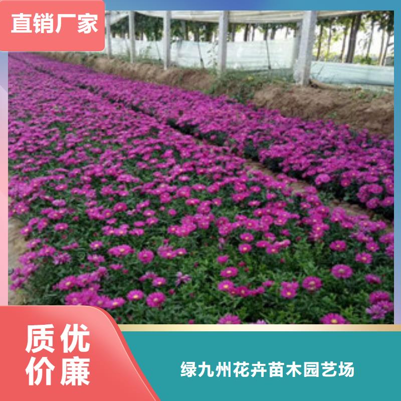 时令草花耐寒耐旱草花基地实力才是硬道理