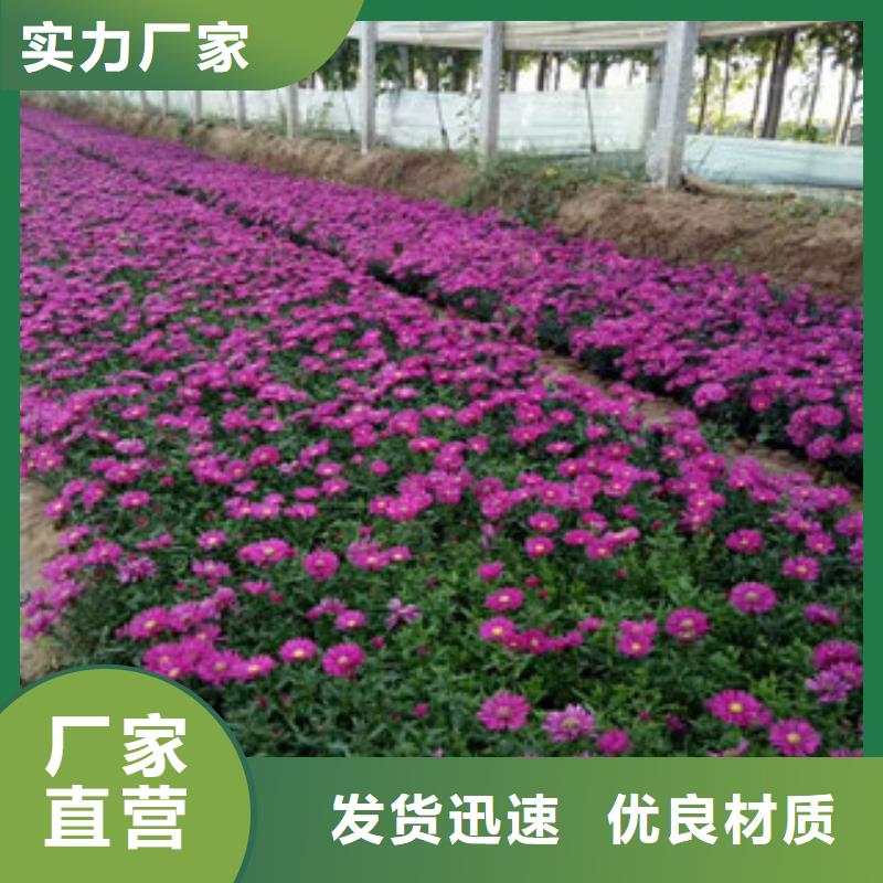 时令草花花海景观工程源头厂商