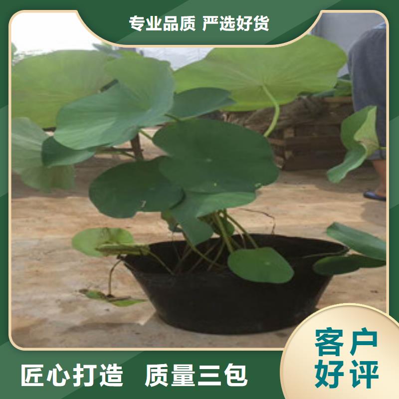 时令草花鲁冰花/粉黛乱子草源头采购