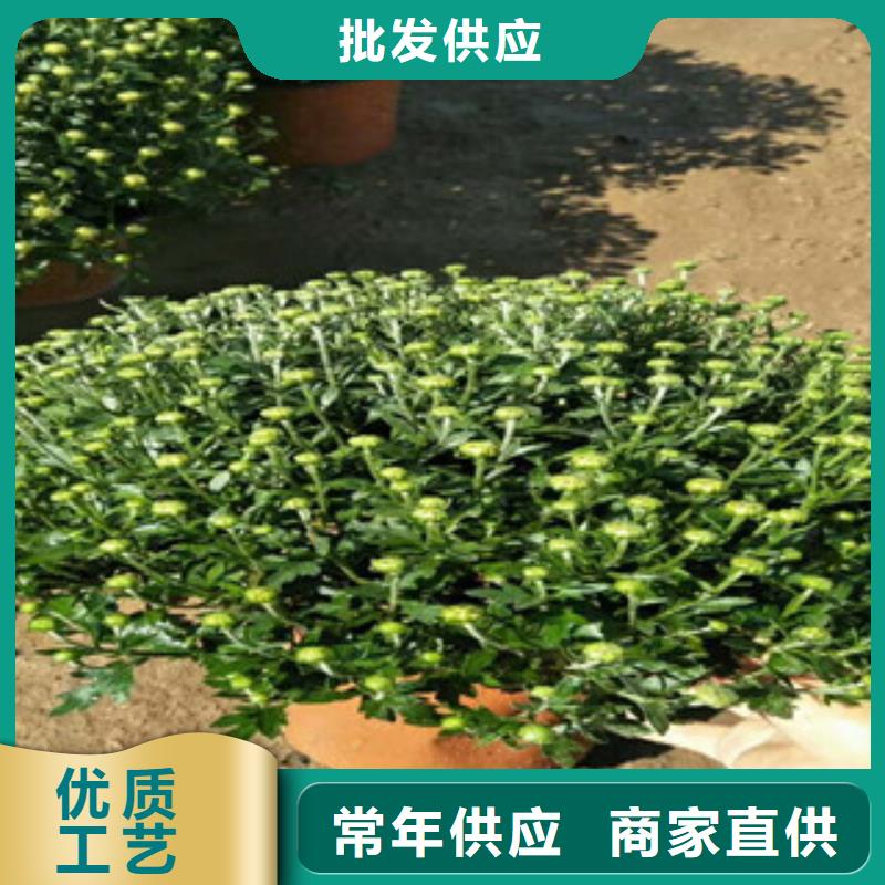时令草花_水生植物/荷花睡莲真材实料加工定制