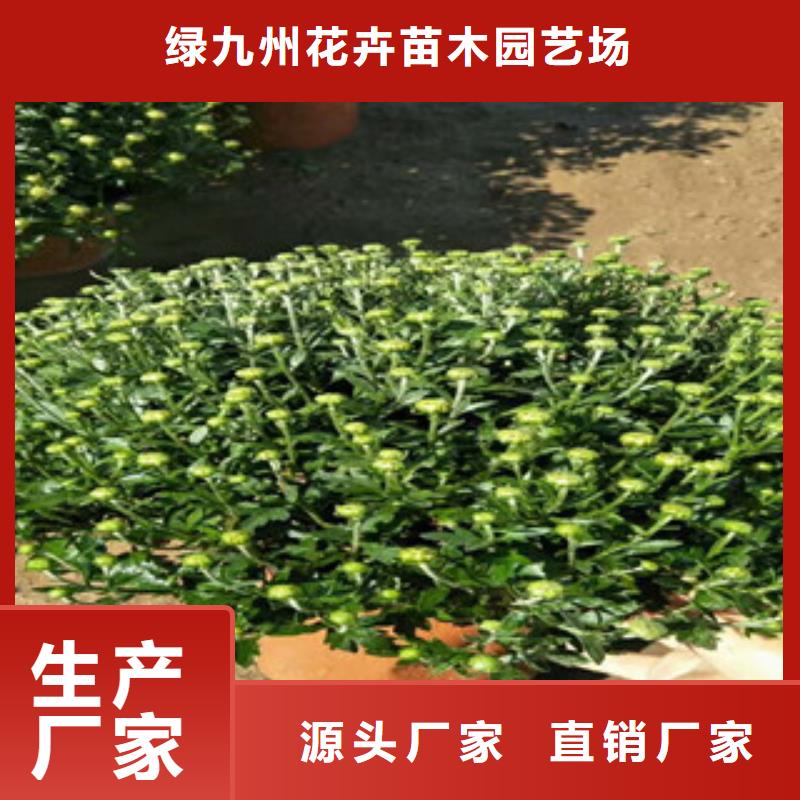 时令草花鲁冰花/粉黛乱子草源头采购