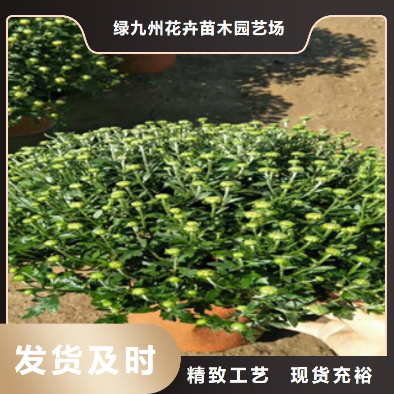 时令草花时令花卉/绿化草花价格海量库存