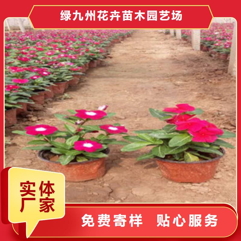 时令草花鲁冰花/粉黛乱子草源头采购