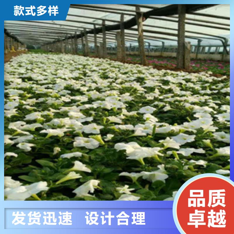 时令草花鲁冰花/粉黛乱子草源头采购