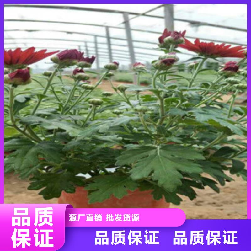 时令草花鲁冰花/粉黛乱子草源头采购