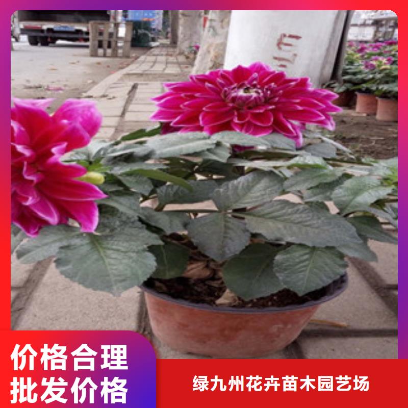 时令草花鲁冰花/粉黛乱子草源头采购