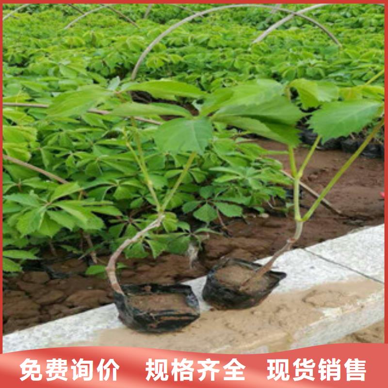 宿根花卉,柳叶马鞭草/薰衣草保质保量